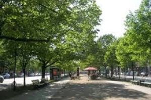 Linden Trees lining a road