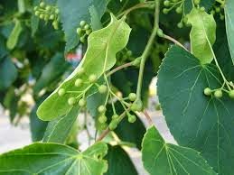 Linden Tree Leaf